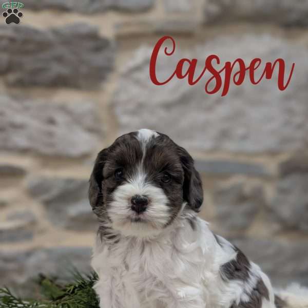 Caspen, Cavapoo Puppy